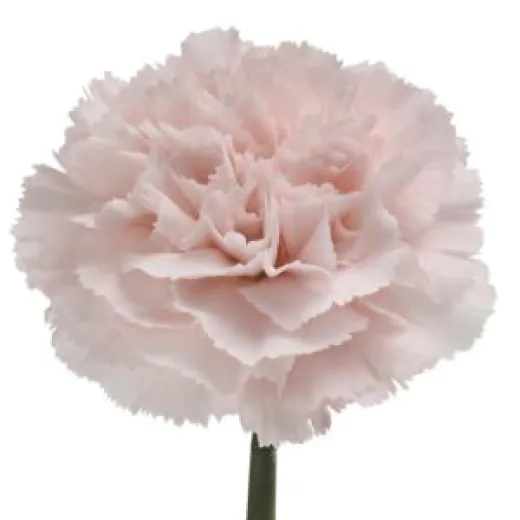 Carnation Light Pink