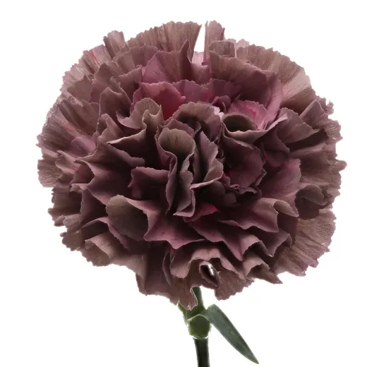 Carnation Mauve Pink