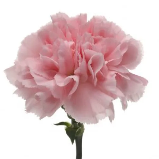 Carnation Pink