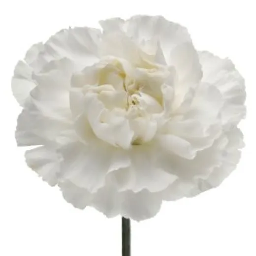 Carnation White