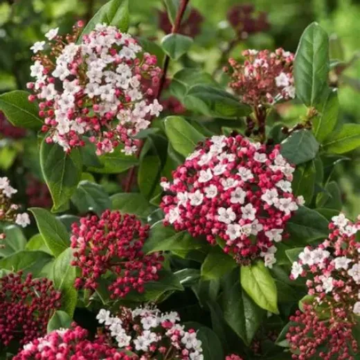 Viburnum Gwenllian