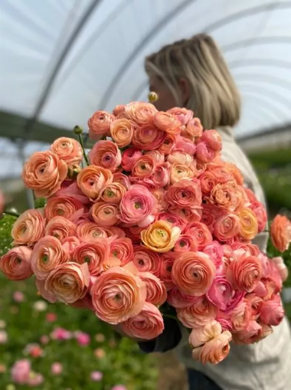 Salmon Ranunculus