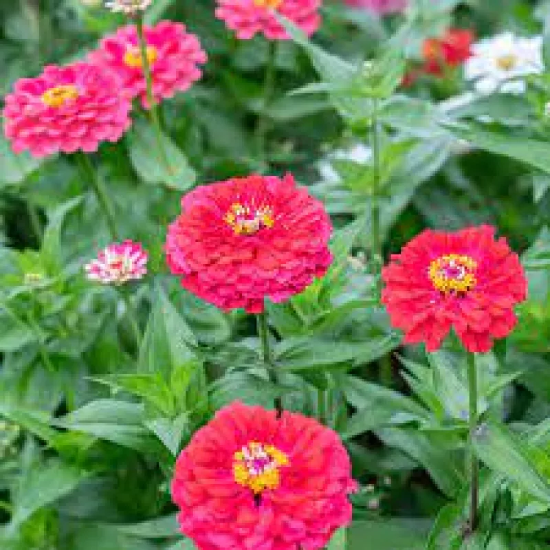 Benary’s Giant Carmine Rose Zinnias