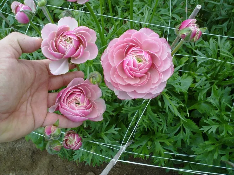 Amandine French Porcelain Ranunculus 