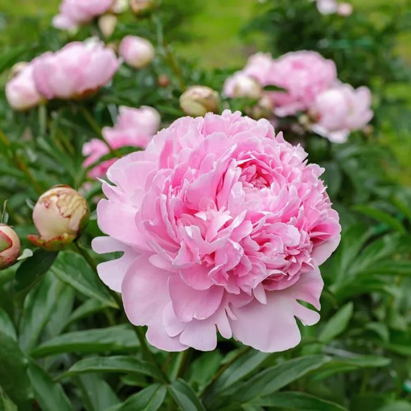 Peony Root - Sarah Bernhardt