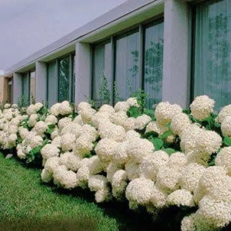 Hydrangea Annabelle