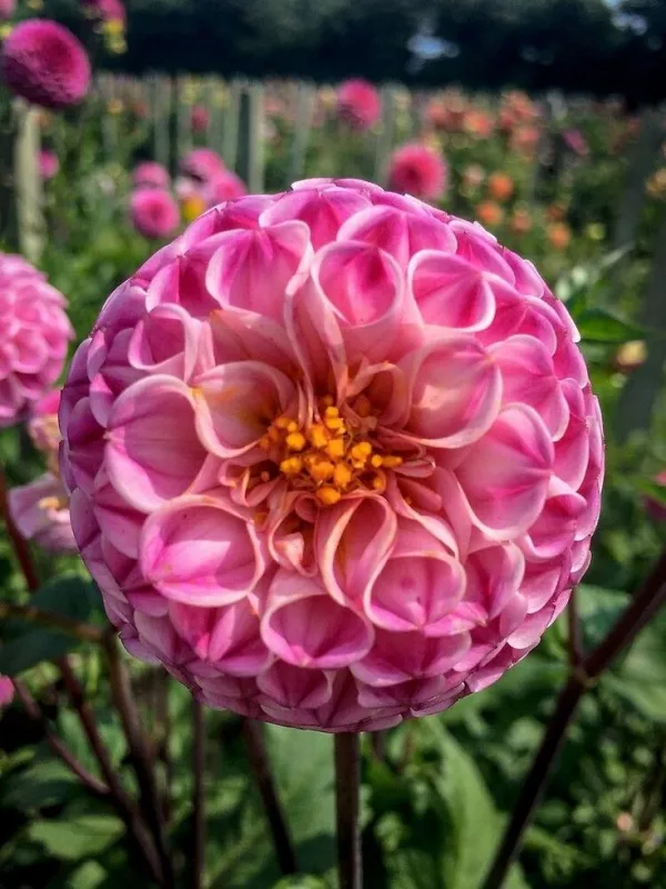 Pink Marble