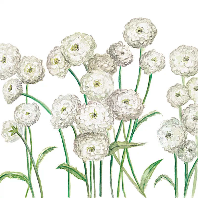 Yarrow Pearl