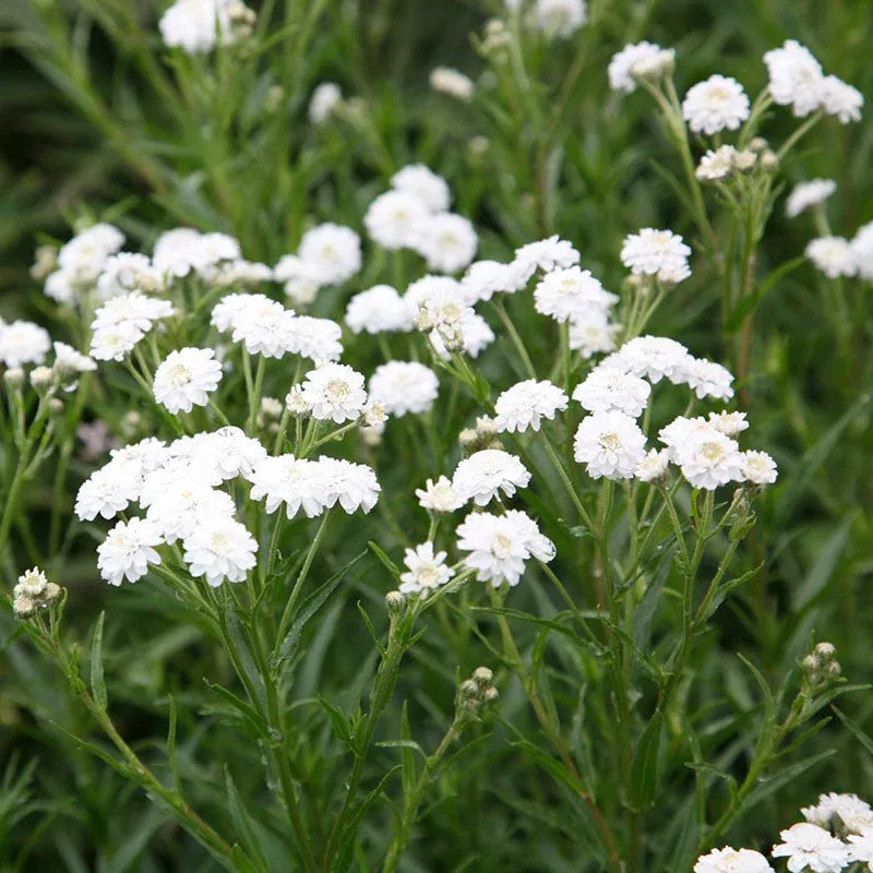 Yarrow Pearl