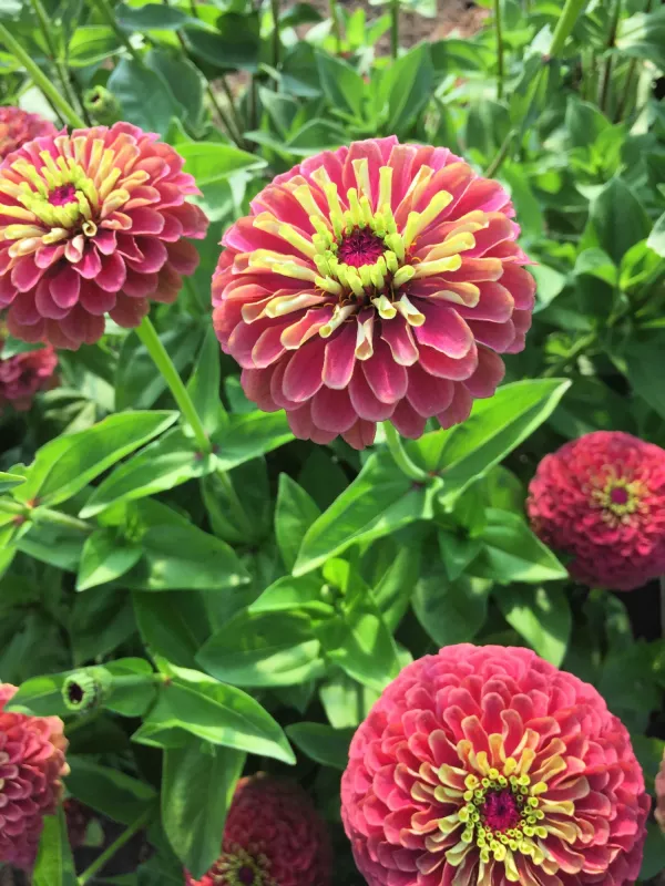 Zinnia Queen Lime Red