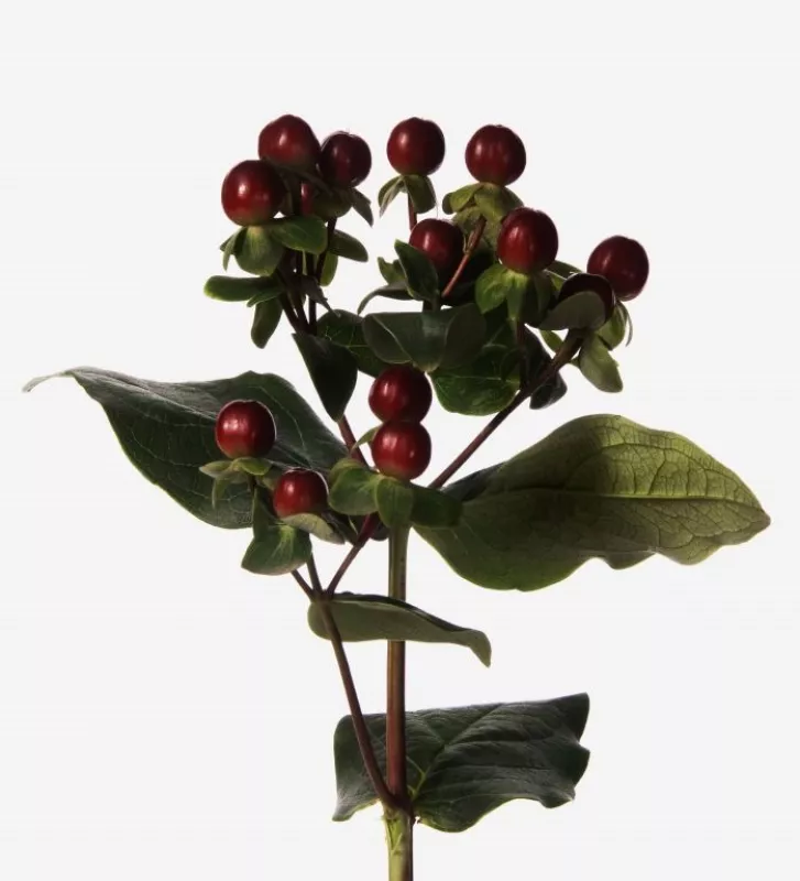 Hypericum Cherry 