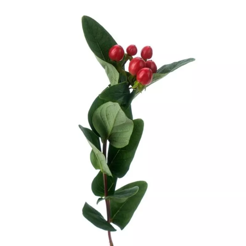 Hypericum Red 