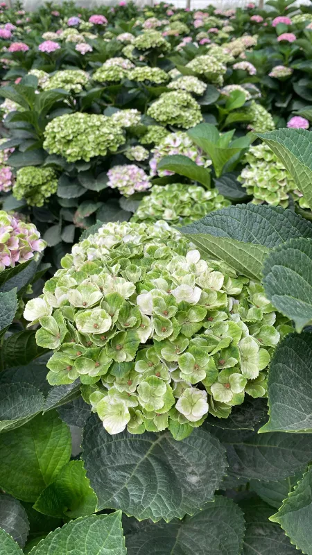 Daydream Green