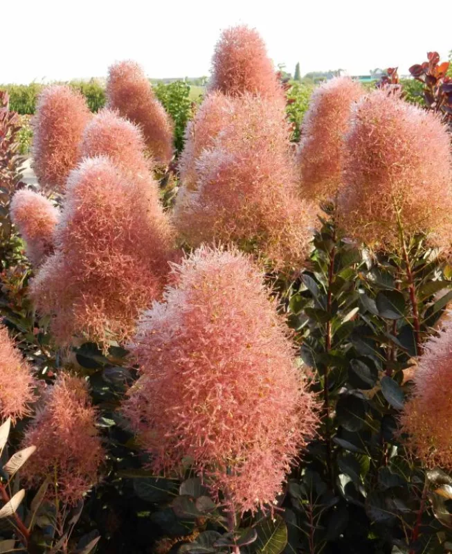 Cotinus Coggygria Magical Torch