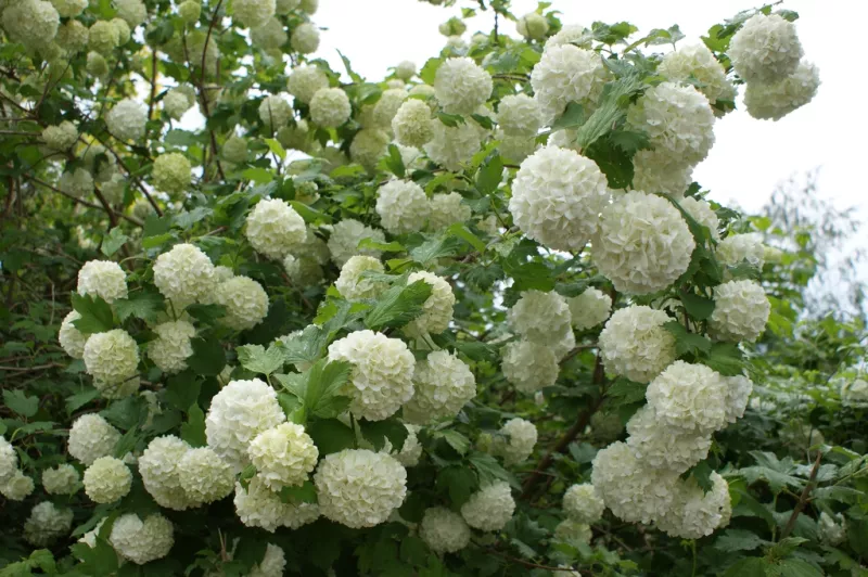 Paniculata Snowball Hydrangea