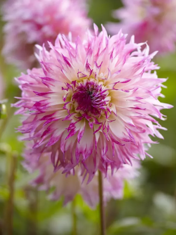 Pinelands Princess