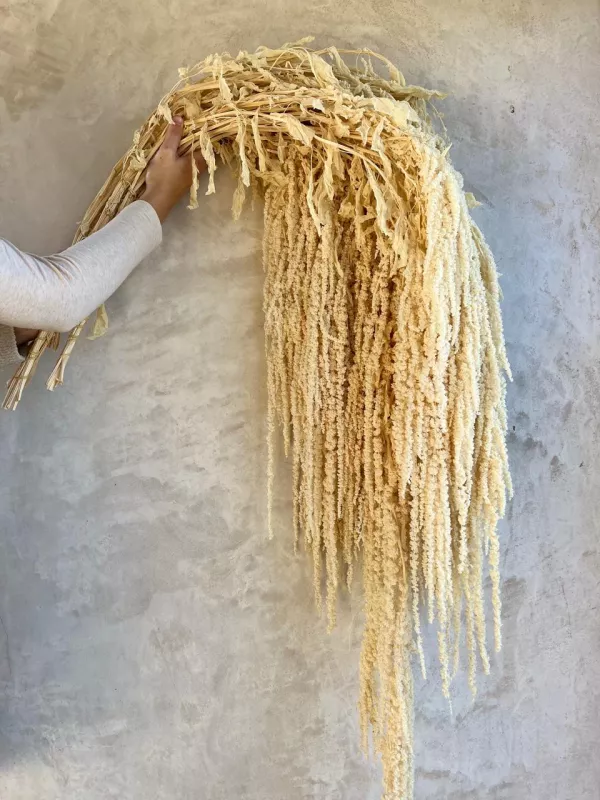 Amaranthus – Bleached 