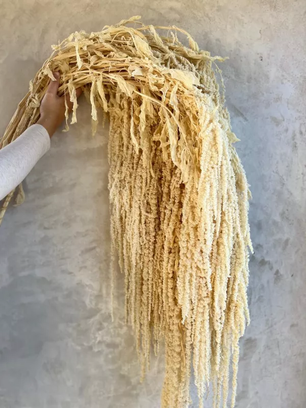 Amaranthus – Bleached 