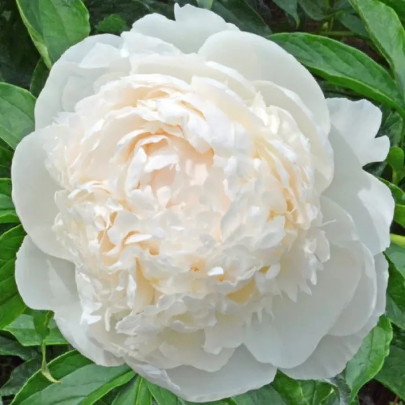 Brother Chuck Peony