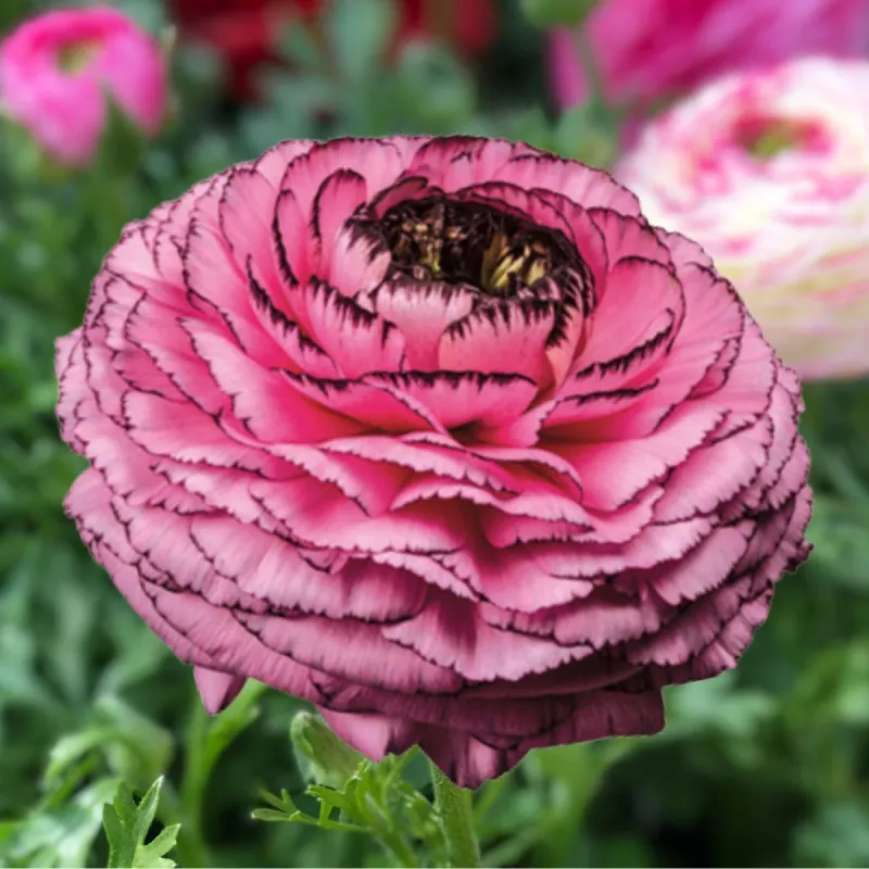 Italian Rosa Striato Ranunculus