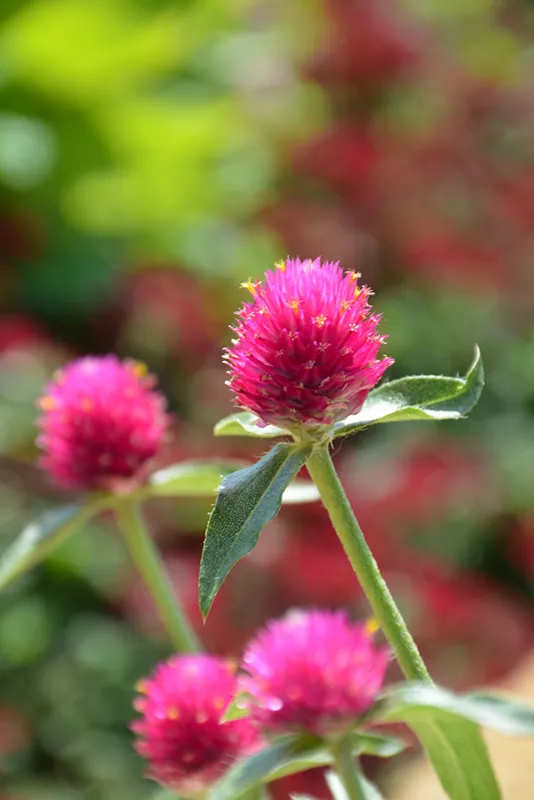 Gomphrena Cerise Pink
