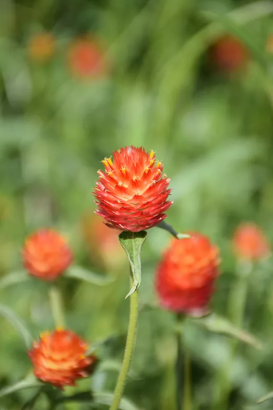 Gomphrena Orange 