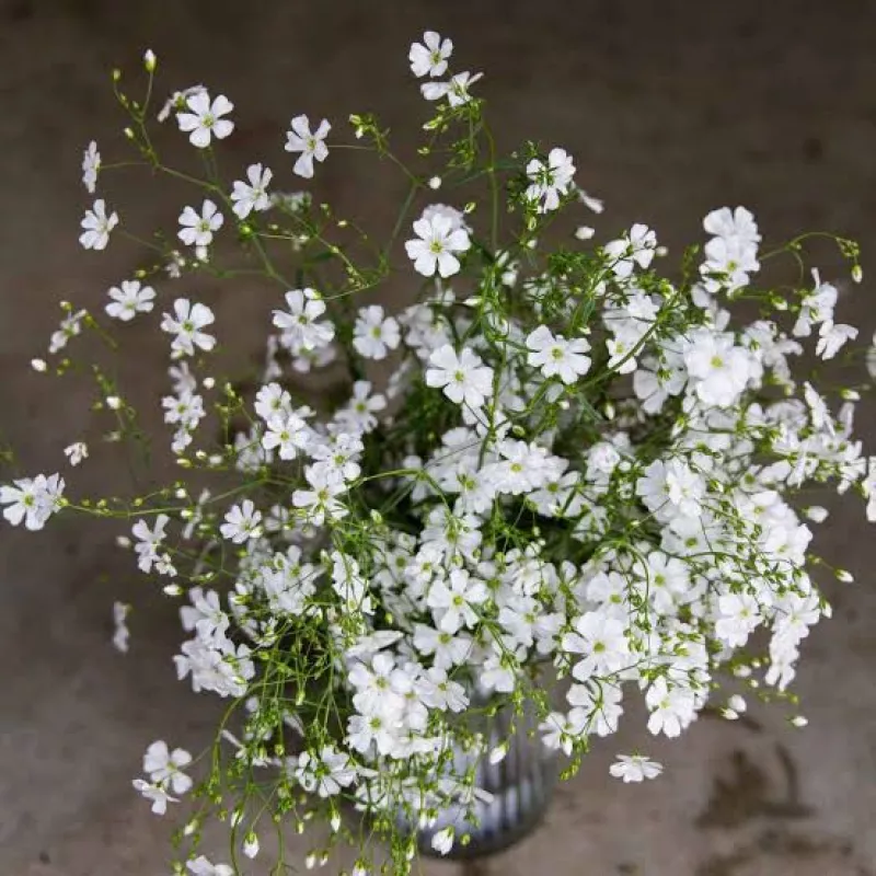 Gypsophila Covent Garden