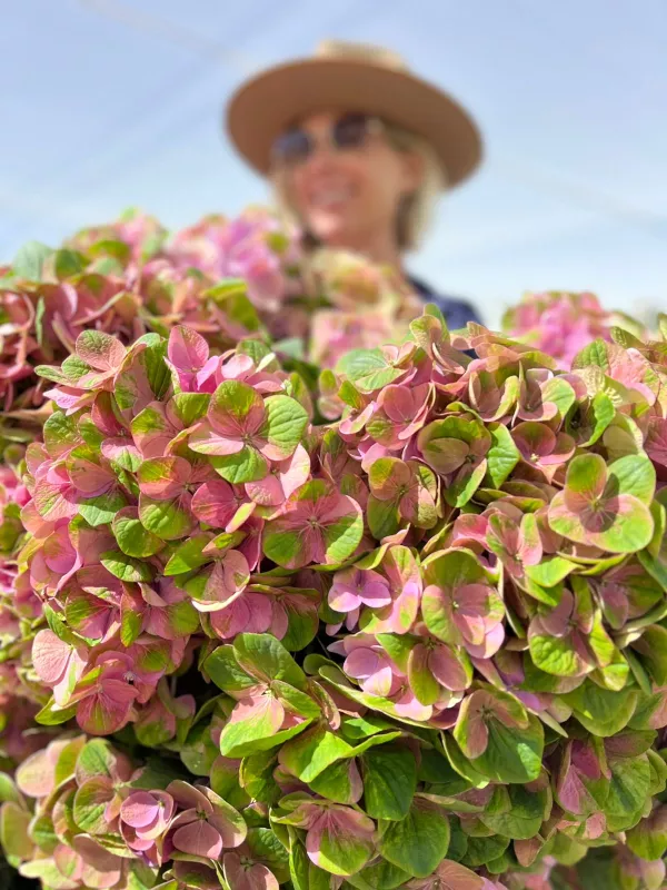 Hydrangea - Medium to Tall Stems - Amethyst