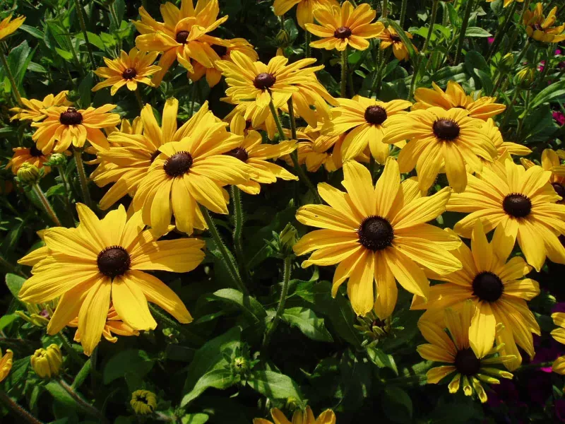 Rudbeckia Indian Summer