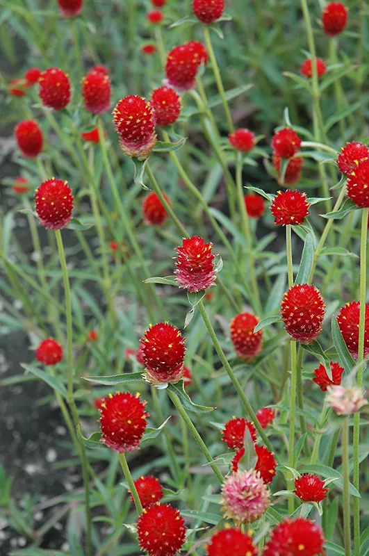 Gomphrena Red