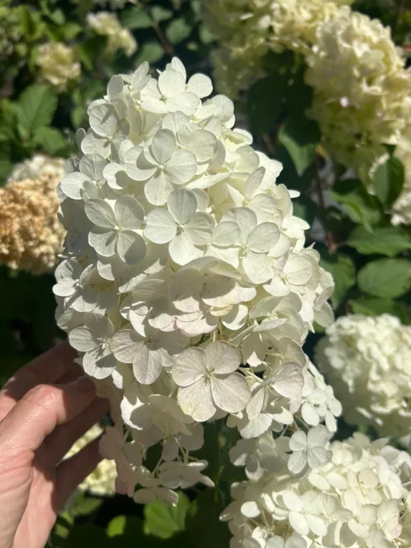 Paniculata White Small Heads
