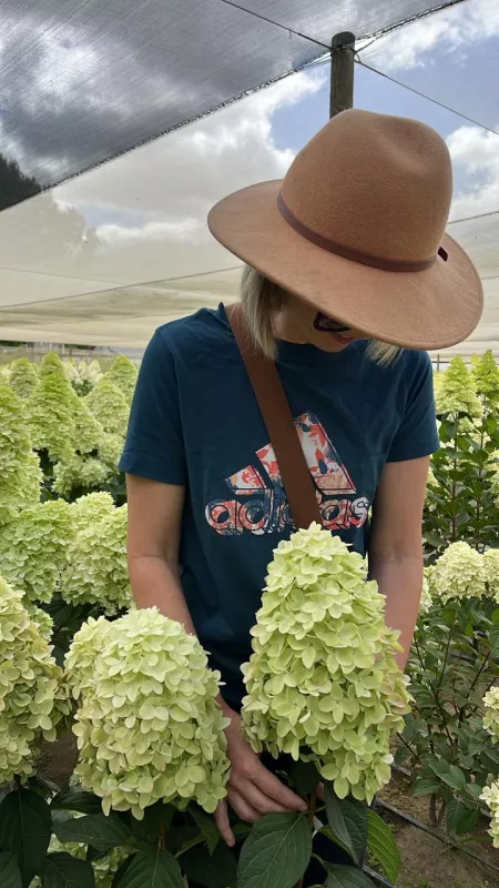 Hydrangea - Paniculata Candle - Large Heads