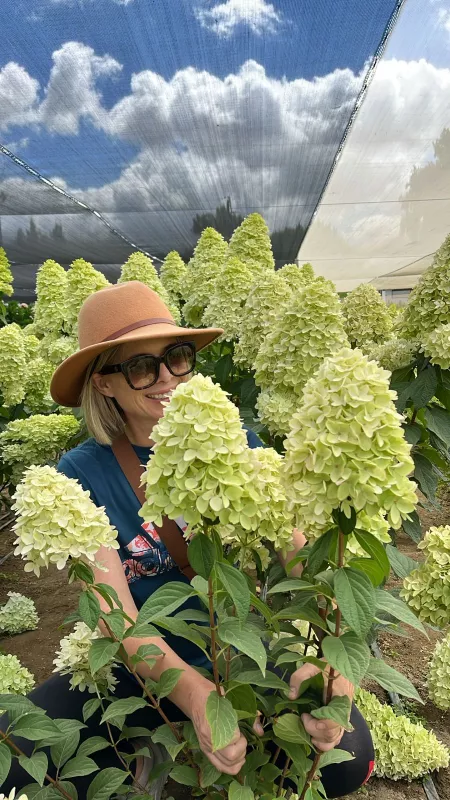 Hydrangea - Paniculata Candle - Medium Heads