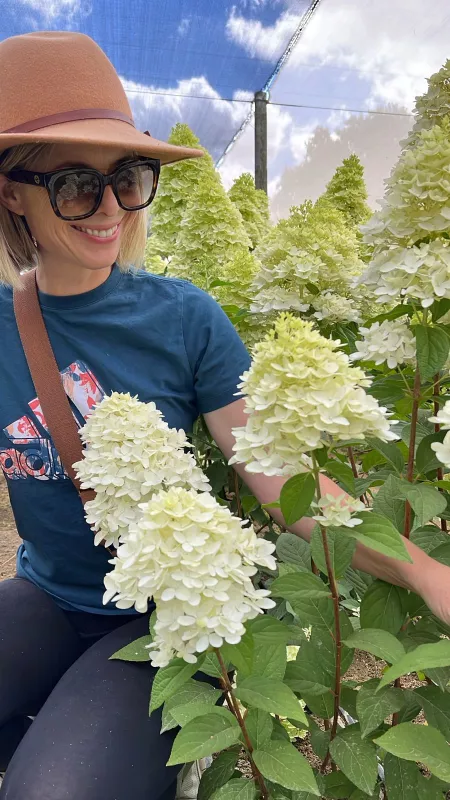 Hydrangea - Paniculata Candle - Small Heads