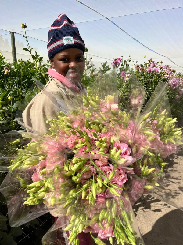 Lisianthus Pink