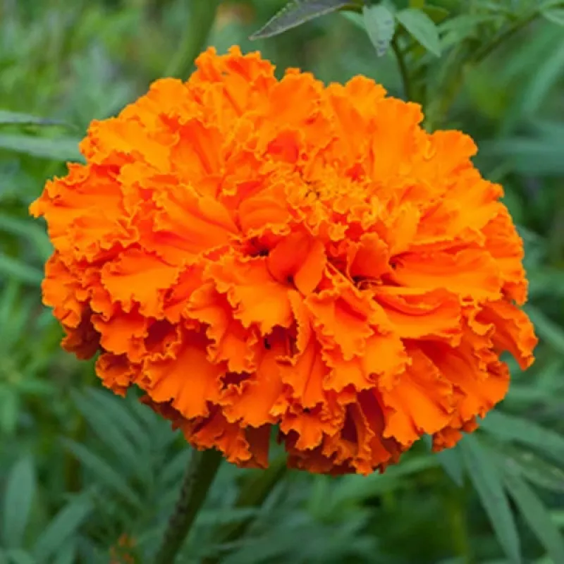 Marigold