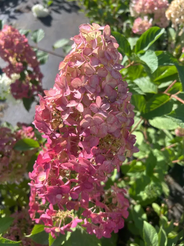 Paniculata Rose Pink