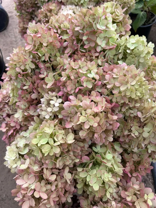 Paniculata Green and Pink