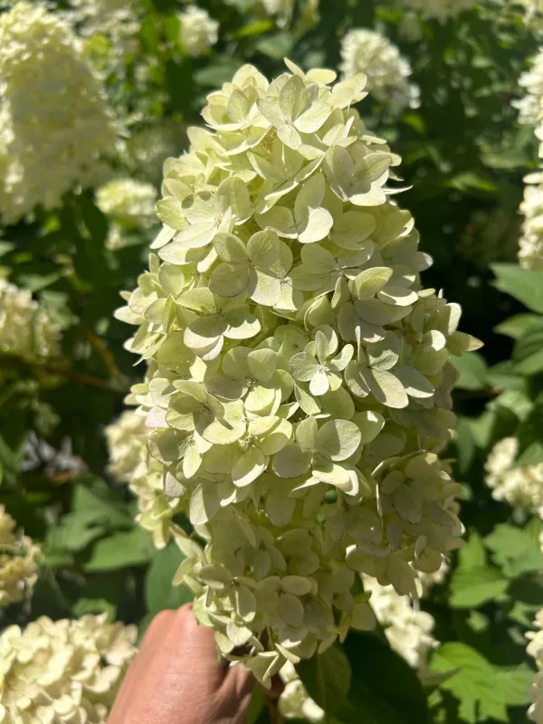 Hydrangea - Paniculata: Limelight: Light Green   