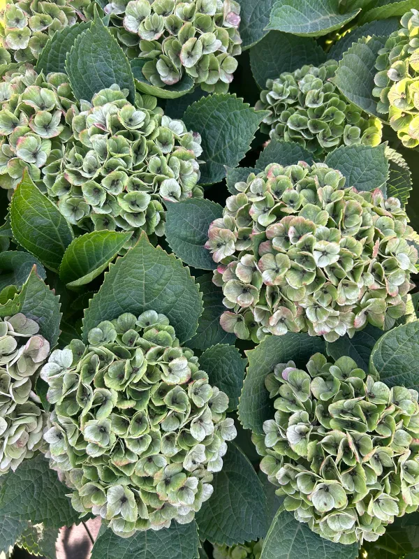 Hydrangea: Small Heads: Stem Length: 20-30cm: Green