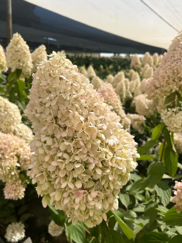 Paniculata Blush 