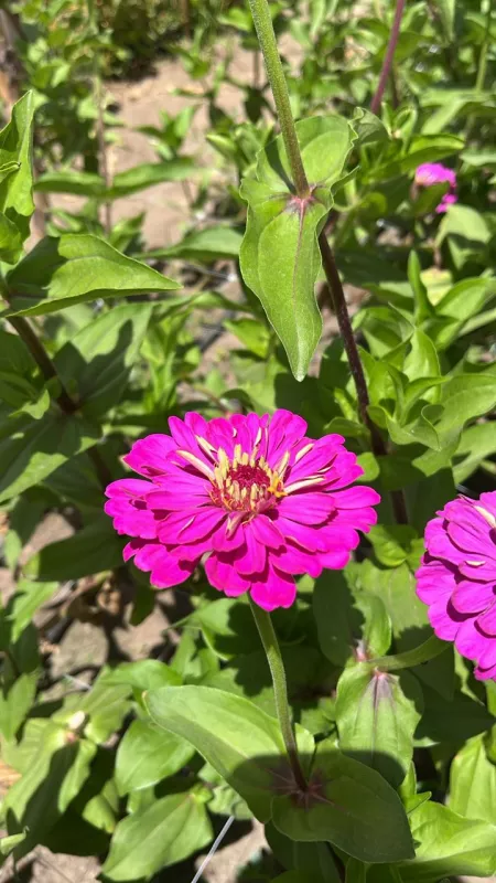 Zinnia Lilac Purple