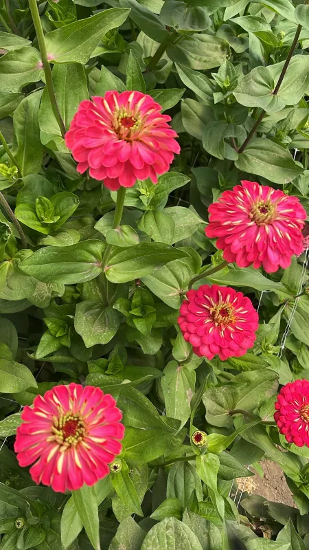 Zinnia Red