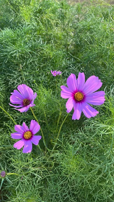 Cosmos Pink