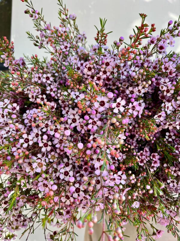Geraldton Wax - Pink | Purple