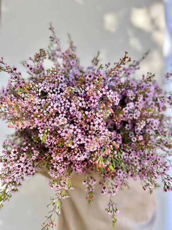 Geraldton Wax - Pink | Purple