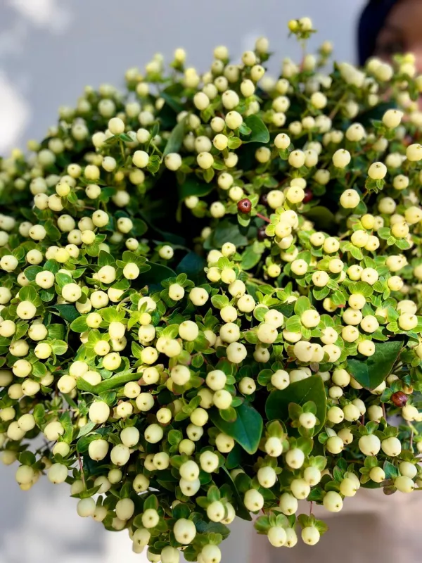 Hypericum White