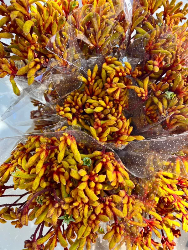 Kangaroo Paws Yellow
