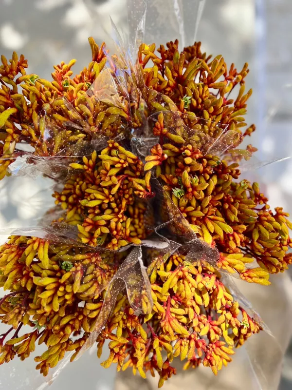 Kangaroo Paws Yellow