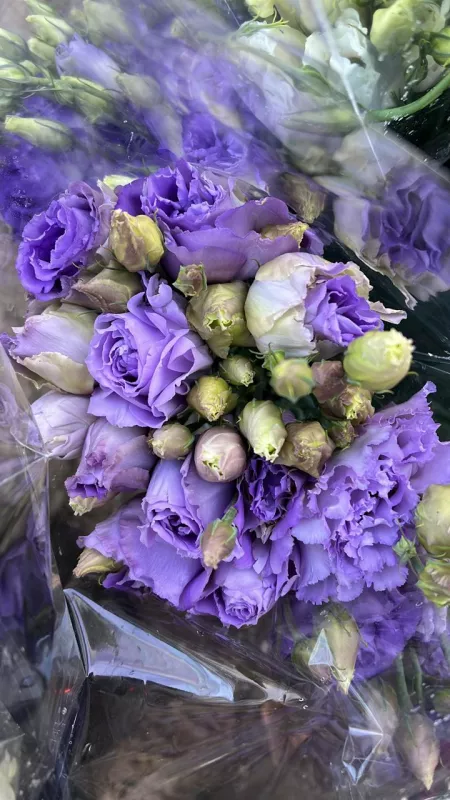 Lisianthus Lilac